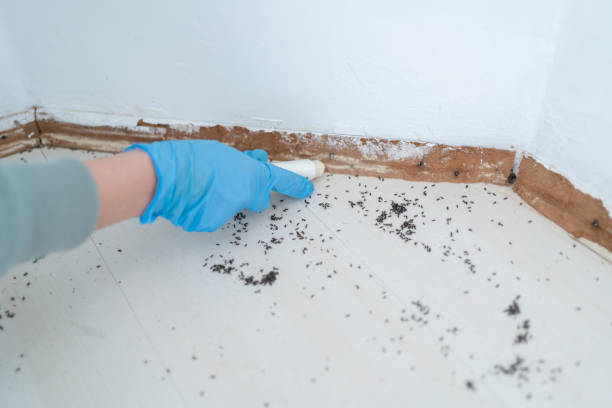 Insect Control in Fort Meade, MD